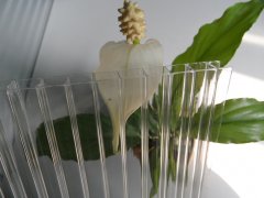 透明陽(yáng)光板（8mm）